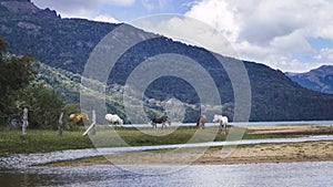 Horses in the lake, Patagonia, Argentina