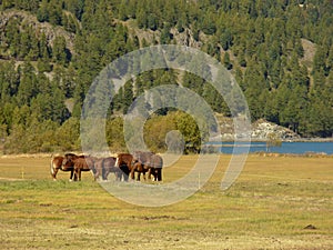 Horses at Lake Silvaplana photo