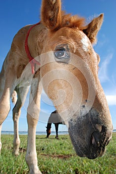 Horses on the lake in summer.