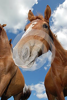 Horses on the lake in summer.