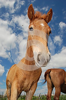 Horses on the lake in summer.