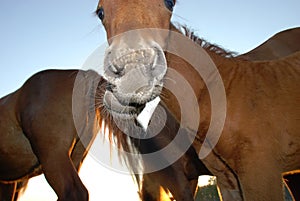 Horses on the lake in summer.