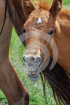 Horses on the lake in summer.