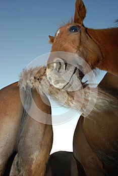 Horses on the lake in summer.