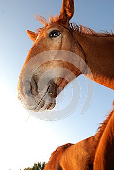 Horses on the lake in summer.