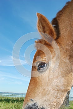 Horses on the lake in summer.