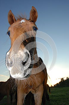 Horses on the lake in summer.