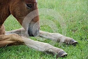 Horses on the lake in summer.