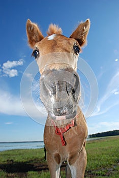 Horses on the lake in summer.