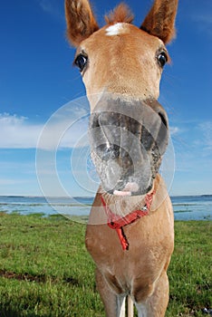 Horses on the lake in summer.