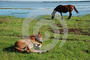 Horses on the lake in summer.