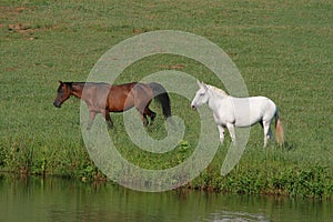 Horses at Lakeside