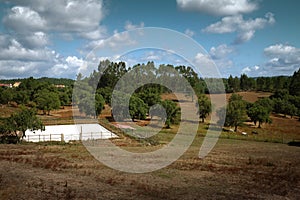 Horses in Landscape