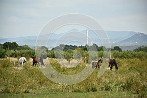 Horses in landscape under Ore mountains near czech village of Vysoka Pec on 8th september 2019