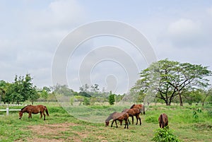Horses on landscape view and on a farm with green grass,