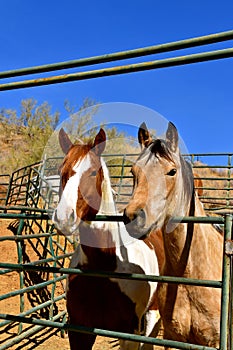 Horses leaning over a corral gate