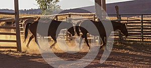 Horses Leaving the Corral