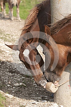 Horses lick salt block