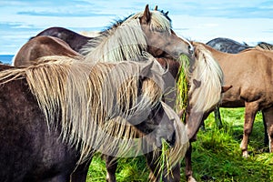 The horses with light manes and tails