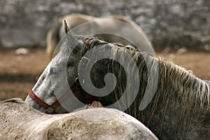 Horses in Lipica