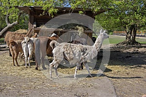 Horses, llamas and goats eat at the feeder, farm animals enjoying sunny springtime day in the coutry