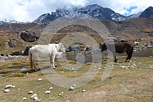 Horses in Lobuche, Everest Base Camp trek, Nepal