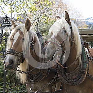 Horses with long blonde mane hitched up