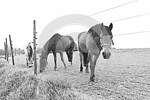 Horses Looking over the Fence