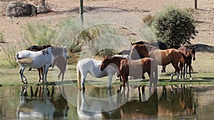 Horses in Los Barruecos, Extremadura, Spain