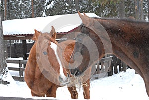 Horses love