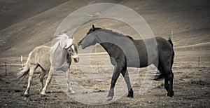 Horses in love - B/W