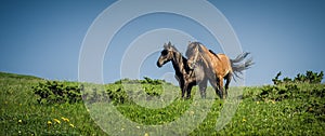 Horses in love. Two horse portrait on mountain environment. Beautiful nature background