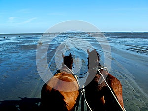 Horses and low tide