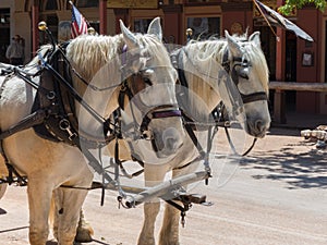 Horses on Main Street, Tombstone, Arizona photo