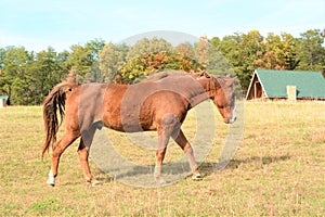 The horses make haste in coming to say hello to people visiting the mountain pasture fence