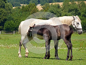 Horses - Mare and Foal breastfeeding