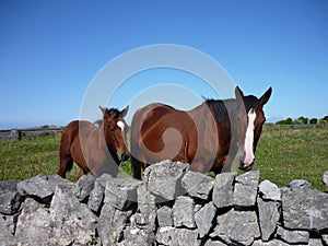 Horses photo