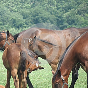 Horses, mares and foals in the pasture.