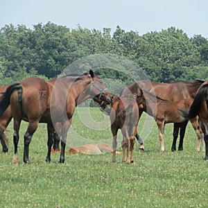 Horses, mares and foals in the pasture.