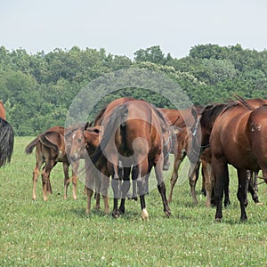 Horses, mares and foals in the pasture.