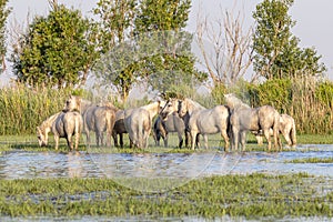 Horses in the marshes of the Camargue