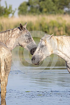 Horses in the marshes of the Camargue