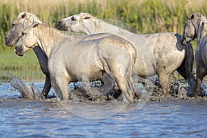 Horses in the marshes of the Camargue