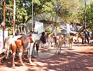 Horses in Matheran , India