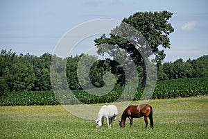 Caballos en prado 