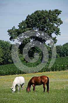 Caballos en prado 