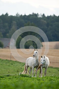 Horses in the meadow