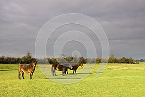 Horses in a meadow