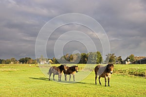 Horses in a meadow