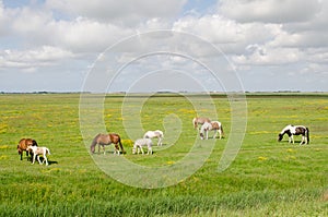 Horses in meadow